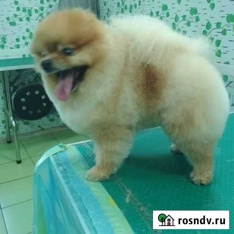 Стрижка собак и кошек Оренбург - изображение 1