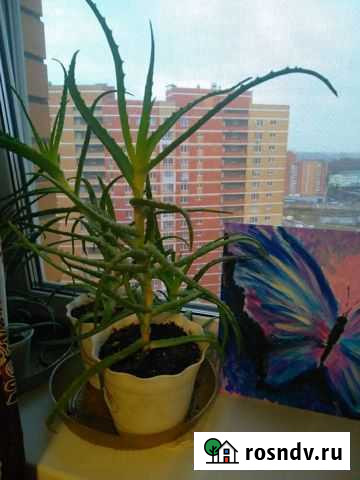 Растение алое Красноярск - изображение 1