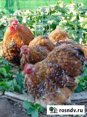 Карликовый кохинхин разных окрасов: цыплята петухи Самара - изображение 1