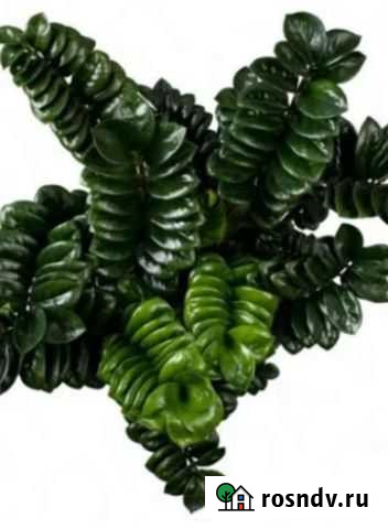 Замиокулькас зензи Мурманск - изображение 1