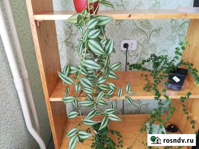 Традесканция Красноярск - изображение 1