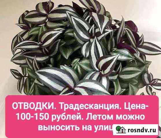 Комнатные цветы Камень-на-Оби