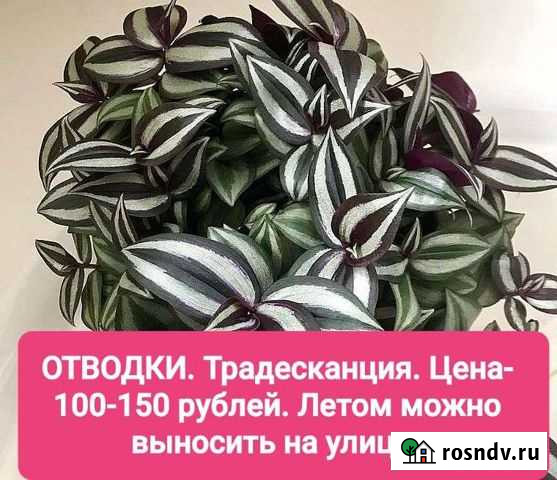 Комнатные цветы Камень-на-Оби - изображение 1