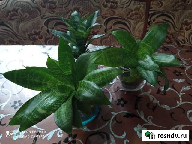 Сансевиерия Ханни Кемля - изображение 1