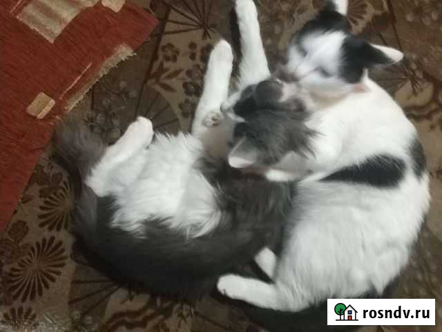 Кот 5 месяцев Барнаул - изображение 1