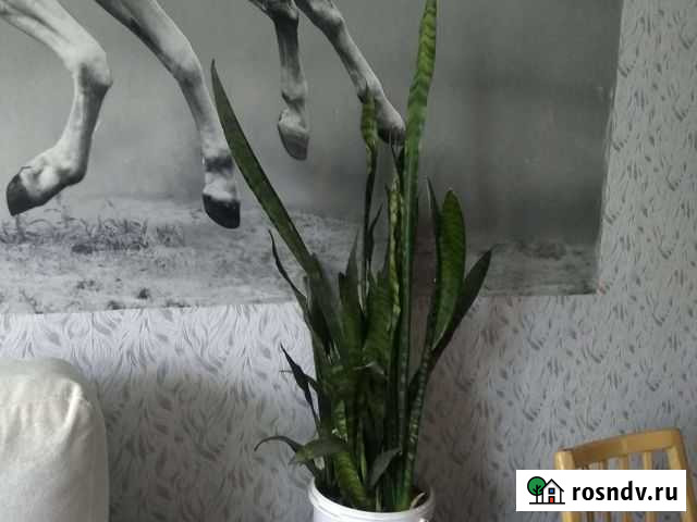 Сансевиерия Лауренти большая Реутов - изображение 1