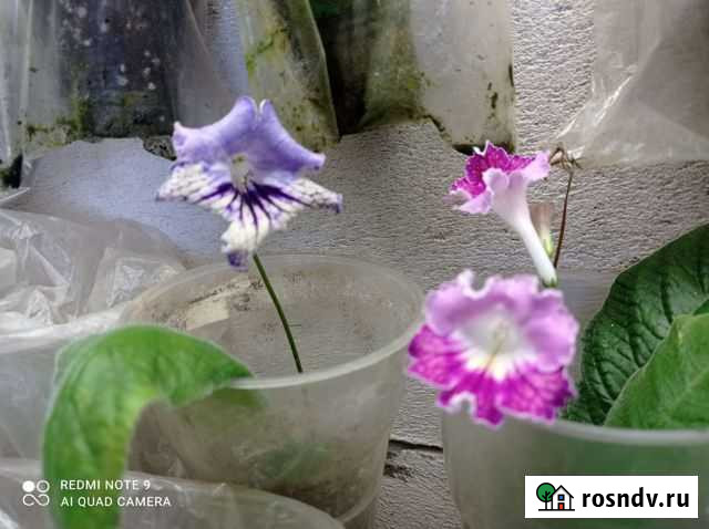 Стрептокарпус детки и листья Обнинск - изображение 1