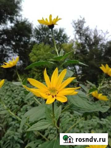 Клубни Топинамбура (сейчас в наличии) Сальск - изображение 1