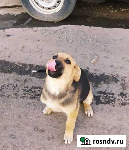 Щенки Сарманово - изображение 1