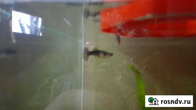 Аквариумные рыбки гуппи Касли - изображение 1