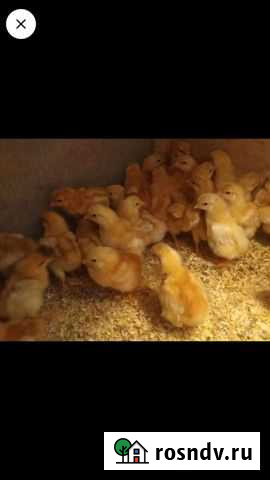 Цыплята Нововаршавка - изображение 1
