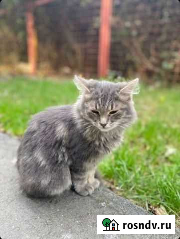 В добрые руки Сочи - изображение 1