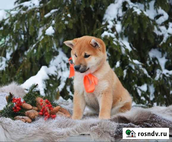 Щенки Сиба Ину Сыктывкар - изображение 1