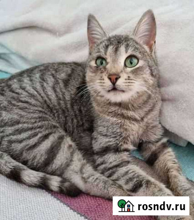 Красотка с изумрудными глазами Липецк - изображение 1