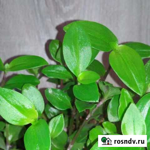 Традесканция Люберцы - изображение 1