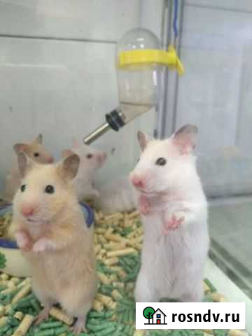 Сирийские Джунгарский хомячки Краснодар - изображение 1
