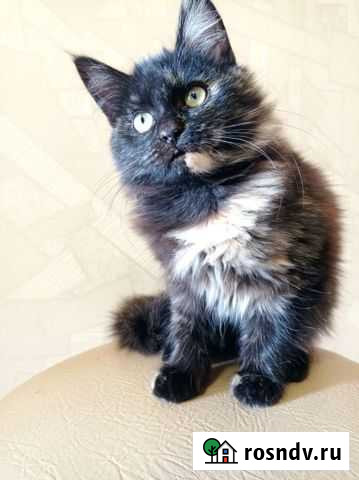 Кошка в дар Сочи - изображение 1