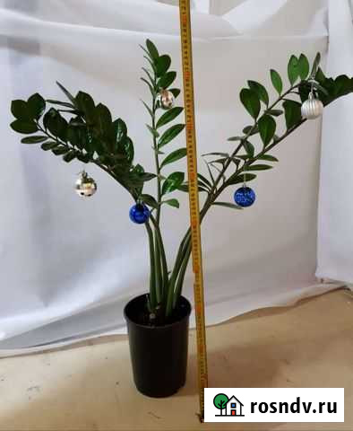 Цветы Чебаркуль - изображение 1