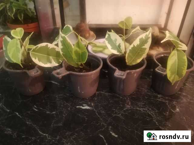 Фикус бенджамина старлайт Рыбинск - изображение 1