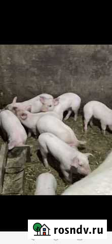 Поросята Красноперекопск - изображение 1