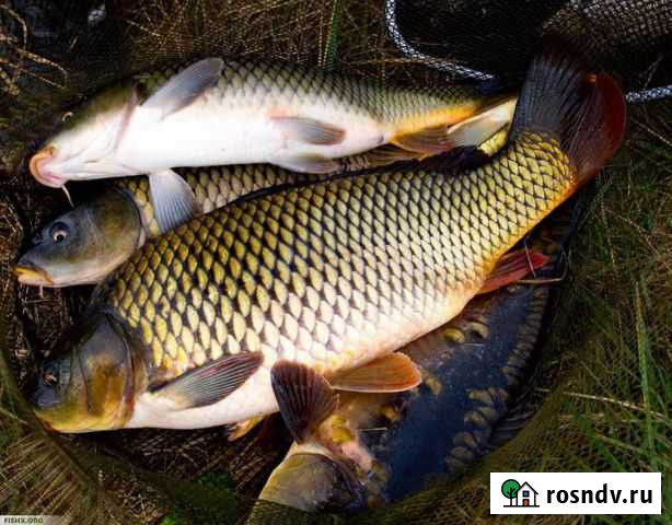Свежая рыба карась, сазан Славянск-на-Кубани - изображение 1