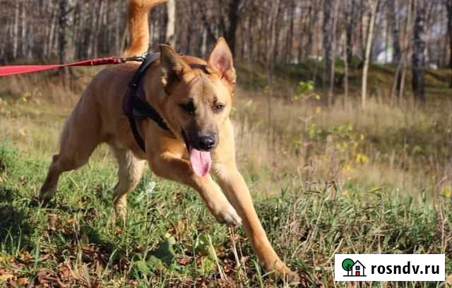 Молодой пес ищет дом Развилка - изображение 1