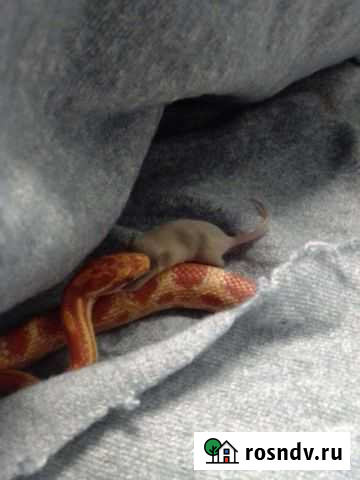 Змея Моршанск - изображение 1