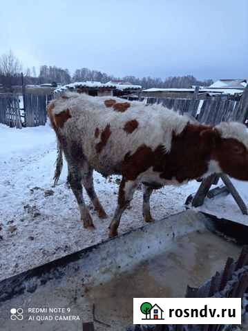 Коров на мясо Назарово - изображение 1