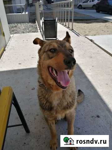 Собака Нижневартовск - изображение 1