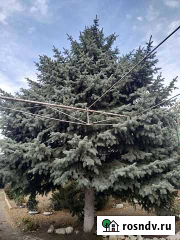 Ель Мечетинская - изображение 1