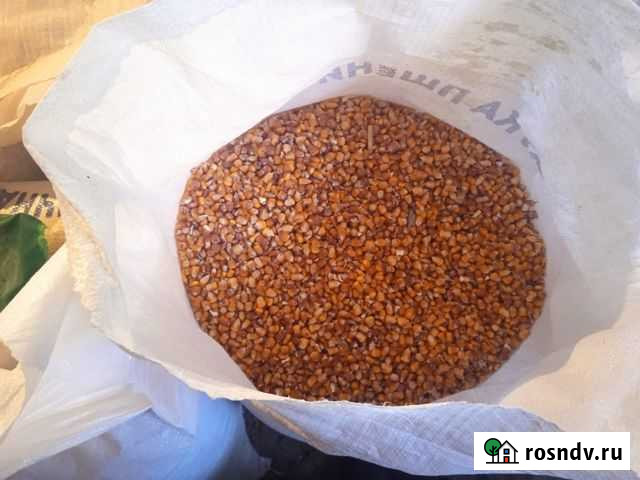 Кукуруза кормовая Кантышево - изображение 1