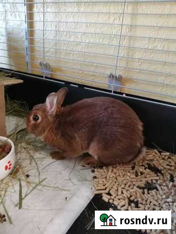 Декоративный кролик с клеткой Хабаровск - изображение 1