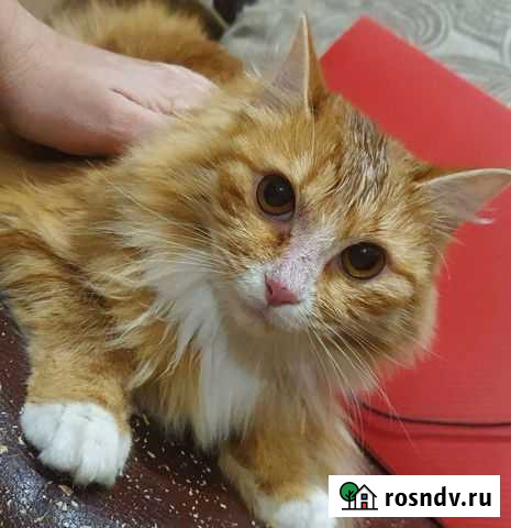 Отдам Кошечку Миринду Петропавловск-Камчатский - изображение 1