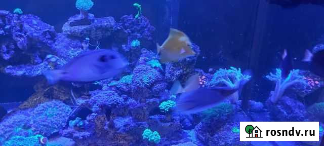 Аквариум Сочи - изображение 1