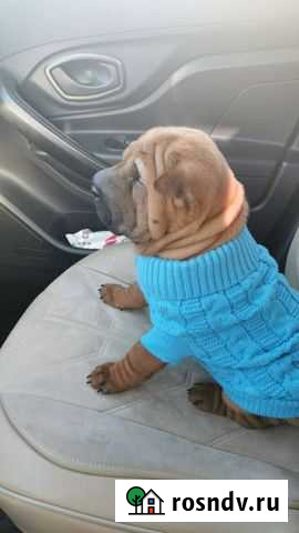 Свитер для щенка или взрослой собачки Новый Оскол - изображение 1