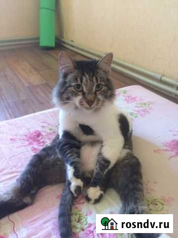 Отдам Котика в добрые ручки Нижний Новгород - изображение 1