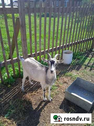 Коза альпийская Раменское - изображение 1