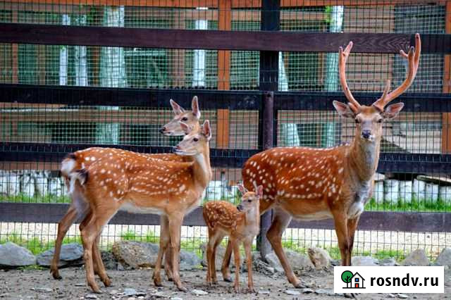 Олени Рассвет - изображение 1
