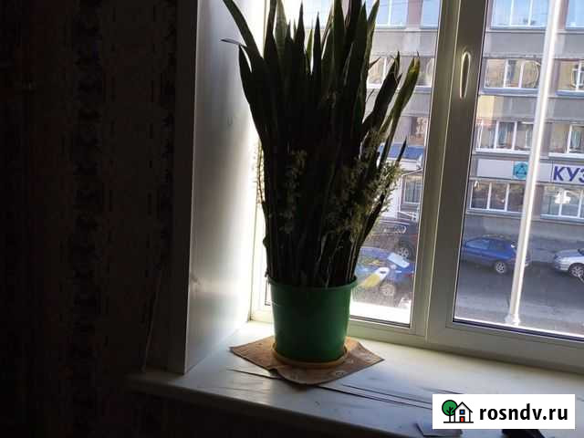 Сансевиерия Кемерово - изображение 1