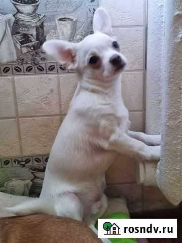 Умка блондинчик Усть-Лабинск - изображение 1