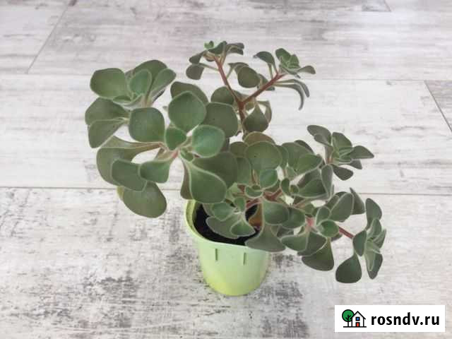 Аихризон (дерево любви) Энгельс - изображение 1