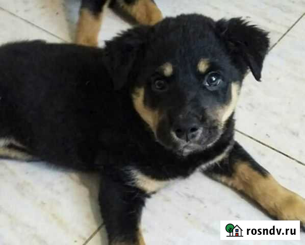 Варя - крупная щенок-девочка в дар Иркутск - изображение 1