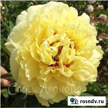 Пион Sonoma Halo (сонома хало) Воскресенск - изображение 1