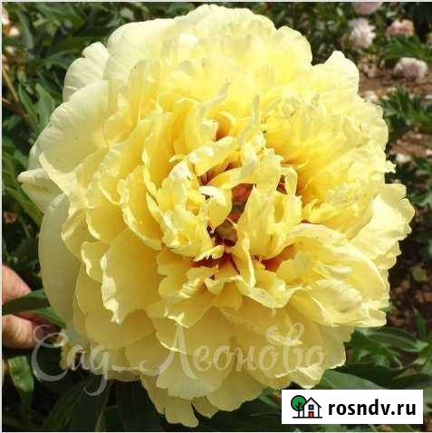 Пион Sonoma Halo (сонома хало) Воскресенск - изображение 1