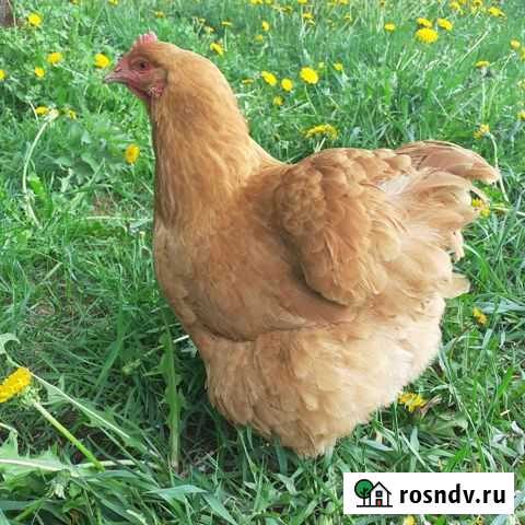 Орпингтон палевый Эммаусс - изображение 1