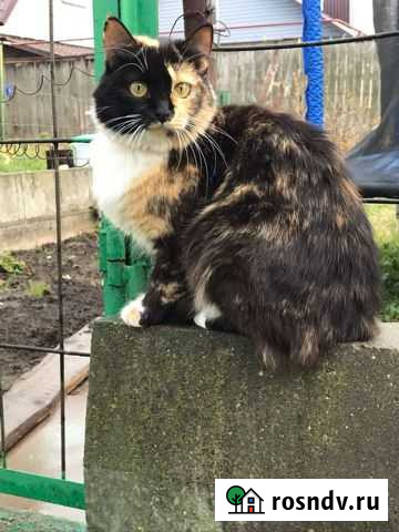 Кошка Лиза,стередизована Брянск - изображение 1