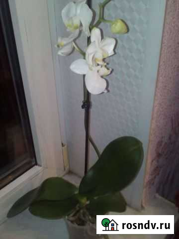 Орхидея фаленопсис белая Брянск - изображение 1
