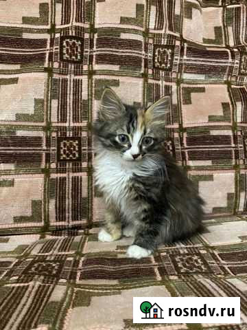 Котята в добрые руки бесплатно Батырево - изображение 1