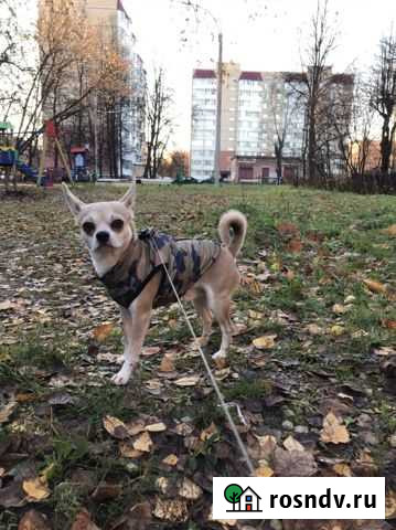 Собака Серпухов - изображение 1
