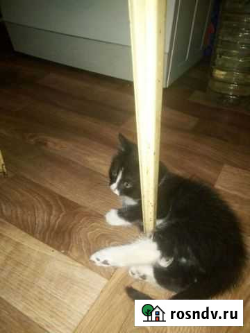 Отдам котёнка в добрые руки Кострома - изображение 1